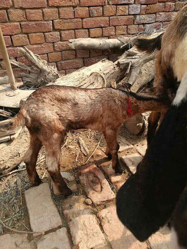 bakri with female baby 1