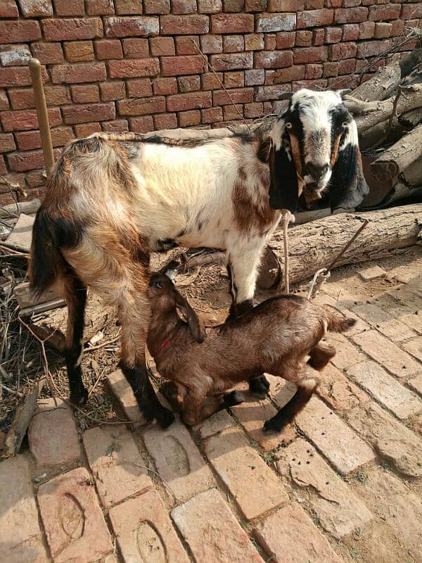 bakri with female baby 2