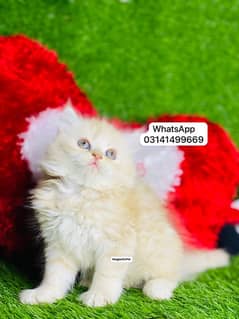 fawn persian kitten cat baby for sale