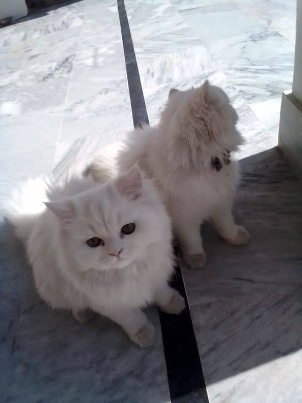 Russian pair kittens age is approximately 7 months 2