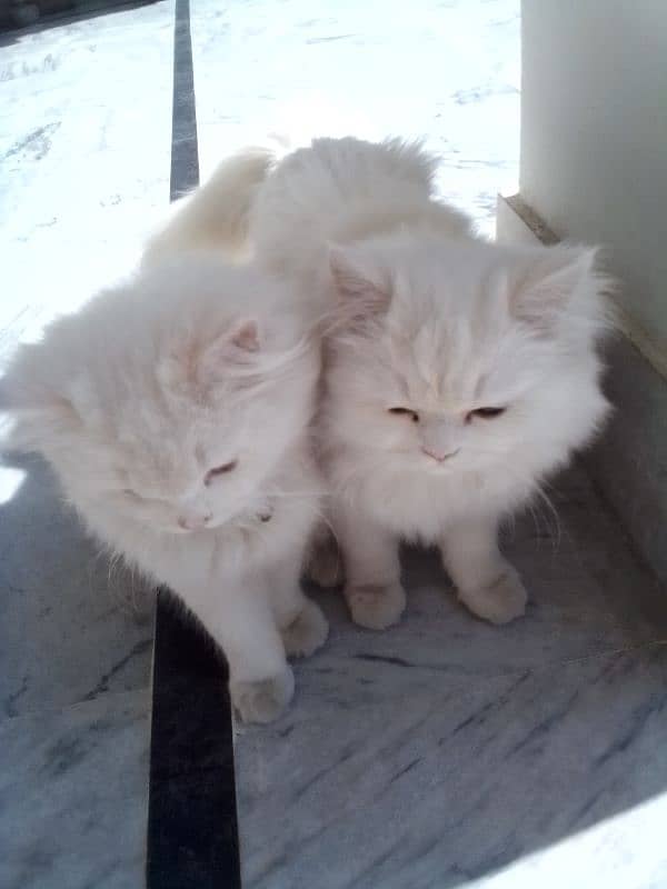 Russian pair kittens age is approximately 7 months 3