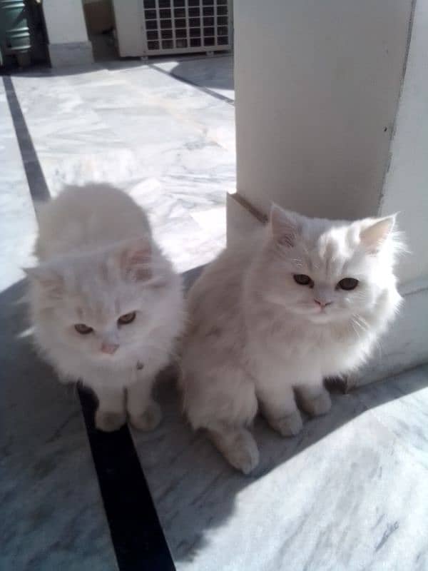 Russian pair kittens age is approximately 7 months 4