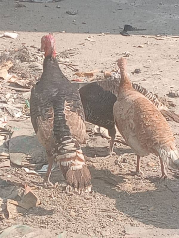 Turkey birds 1