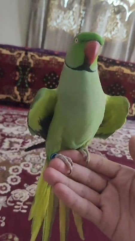 green parrot male hand time talking face to face 1