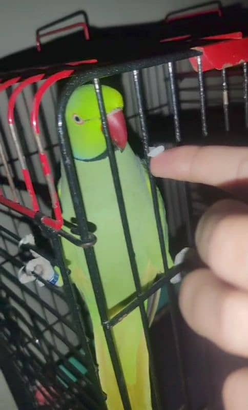 green parrot male hand time talking face to face 2