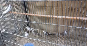 Red Pied Dove, diamond & blue pied dove, parblue/Ino and Alino