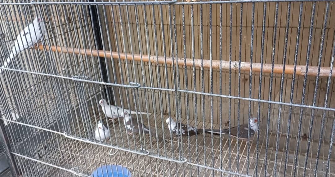 Red Pied Dove, diamond & blue pied dove, parblue/Ino and Alino 0