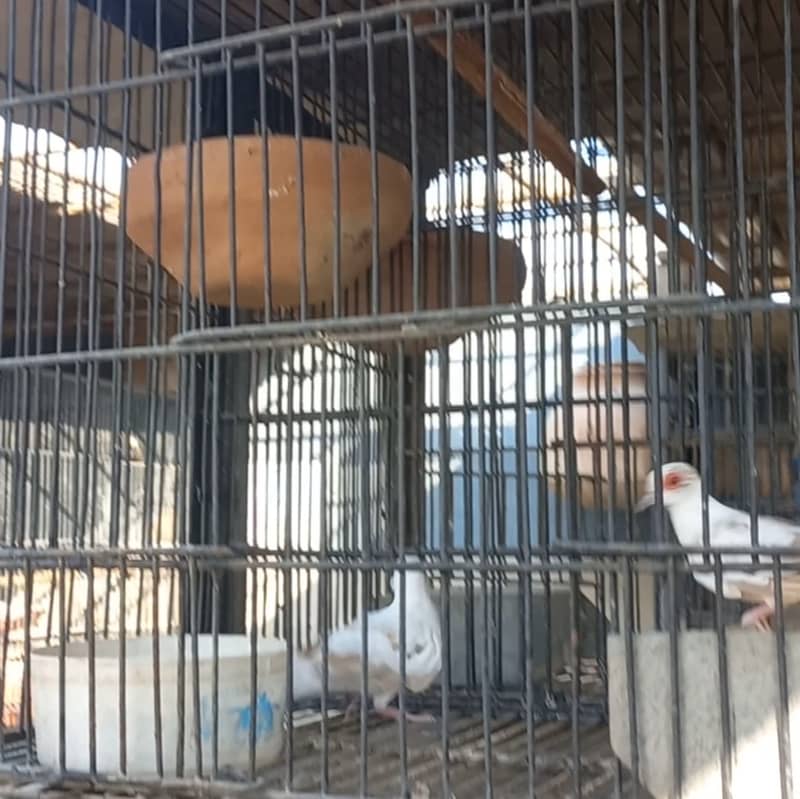 Red Pied Dove, diamond & blue pied dove, parblue/Ino and Alino 4