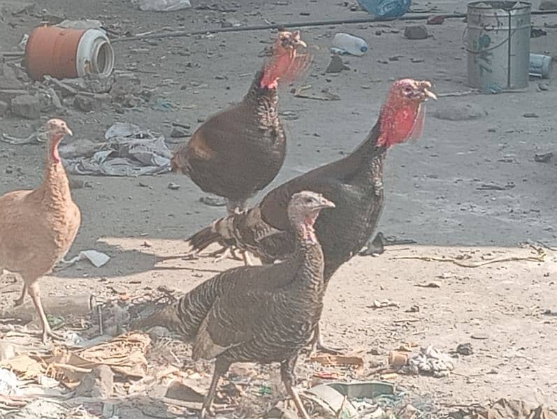 Turkey birds 3