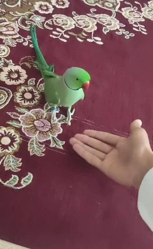 green parrot male hand time talking face to face 4