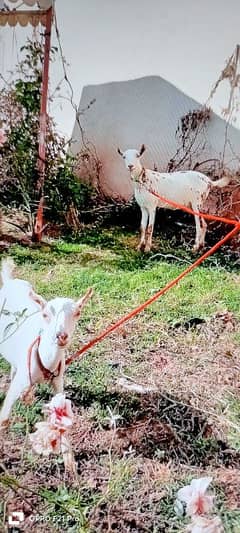 goats for sale . . . . . . male and female