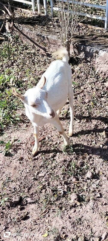 goats for sale . . . . . . male and female 4