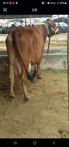 fresh milking cows