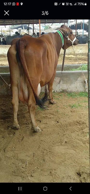 fresh milking cows 0