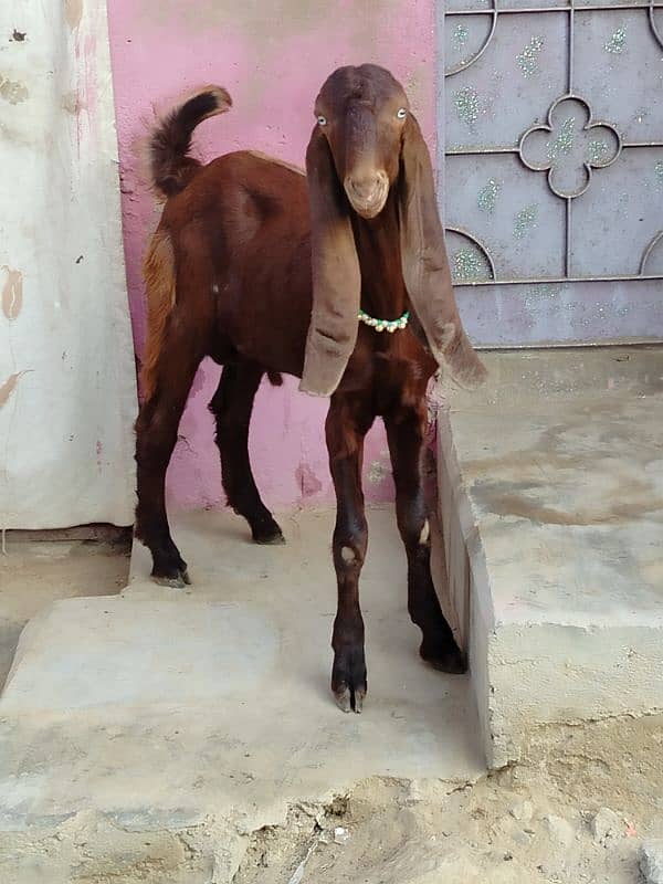 bai Desi Bakra hy gar ka Pala hy danto my kera hy qurbani k ly best hy 0