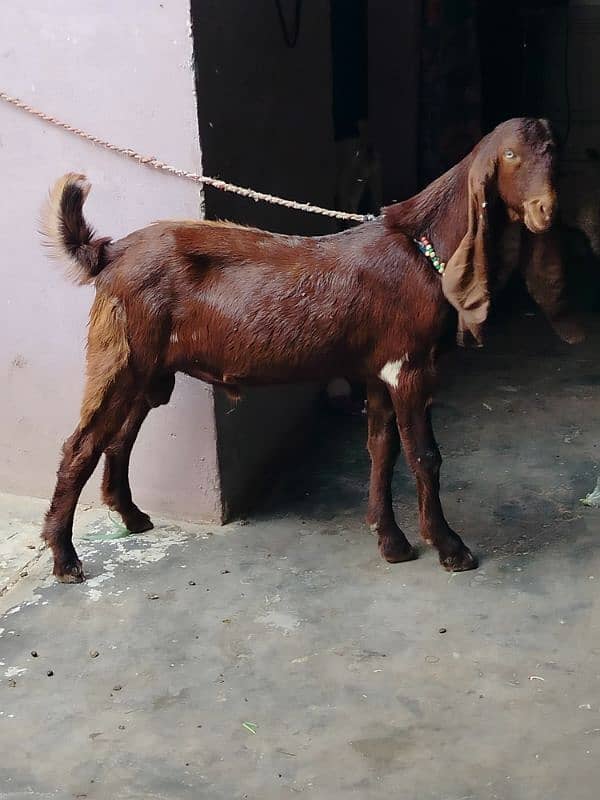 bai Desi Bakra hy gar ka Pala hy danto my kera hy qurbani k ly best hy 1