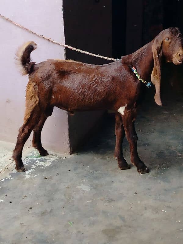 bai Desi Bakra hy gar ka Pala hy danto my kera hy qurbani k ly best hy 2