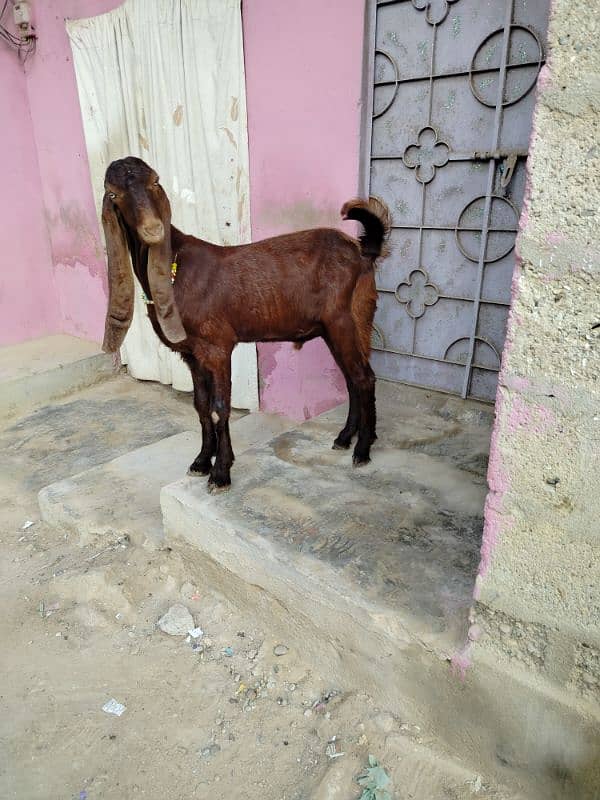 bai Desi Bakra hy gar ka Pala hy danto my kera hy qurbani k ly best hy 3