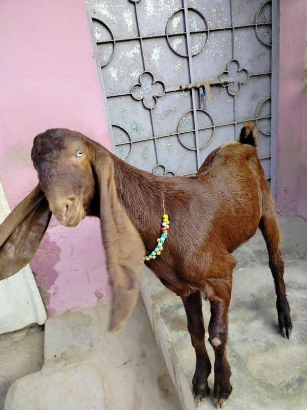 bai Desi Bakra hy gar ka Pala hy danto my kera hy qurbani k ly best hy 4