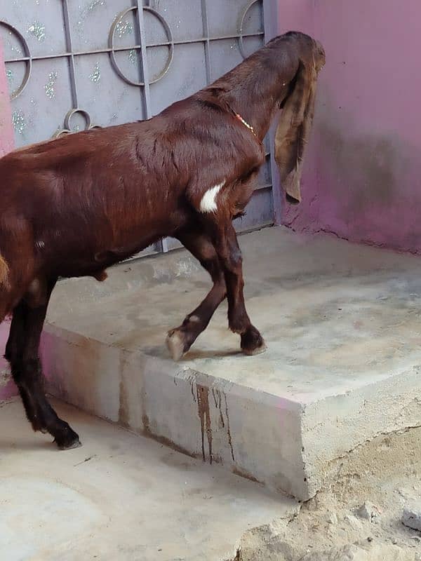 bai Desi Bakra hy gar ka Pala hy danto my kera hy qurbani k ly best hy 5