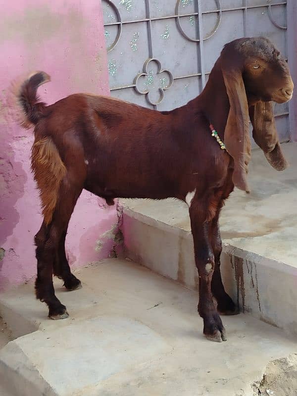 bai Desi Bakra hy gar ka Pala hy danto my kera hy qurbani k ly best hy 6