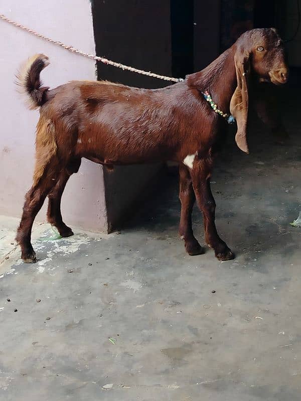 bai Desi Bakra hy gar ka Pala hy danto my kera hy qurbani k ly best hy 7