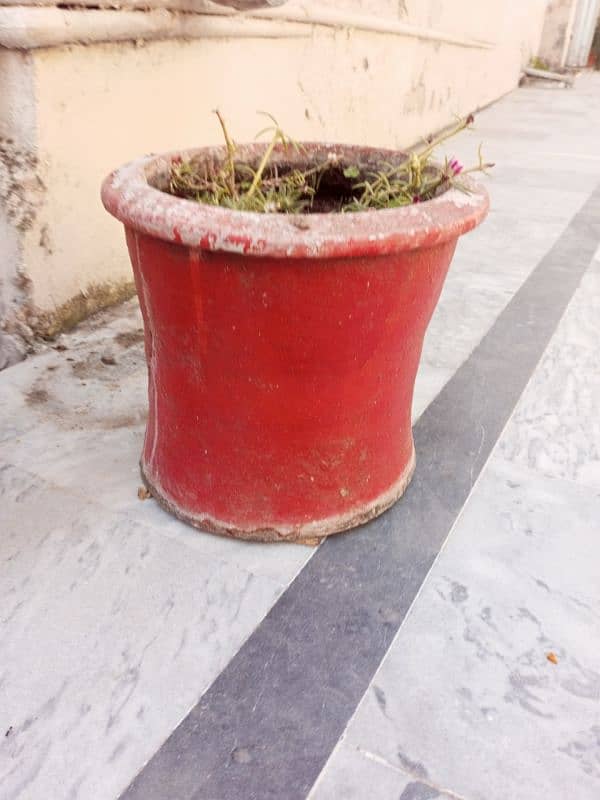 Plant Gamla 2