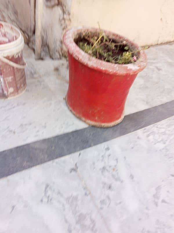 Plant Gamla 3