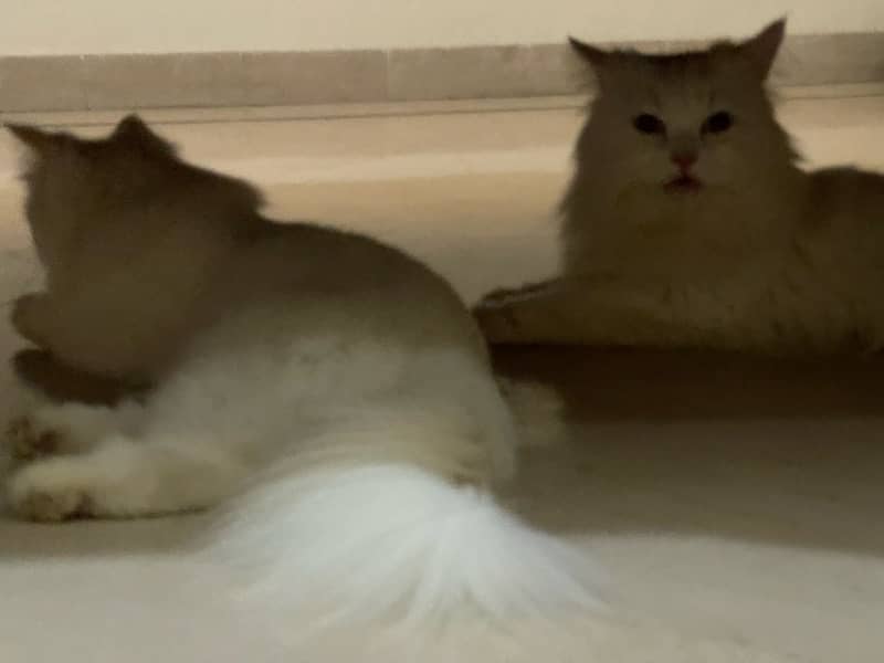 persian Breeder pair for sale 3