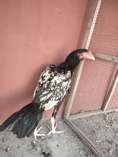 Aseel patha long hight for sale price 4000 Lana Wala rabata kara