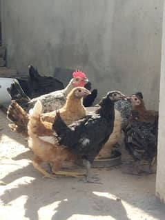 10 hens for sale