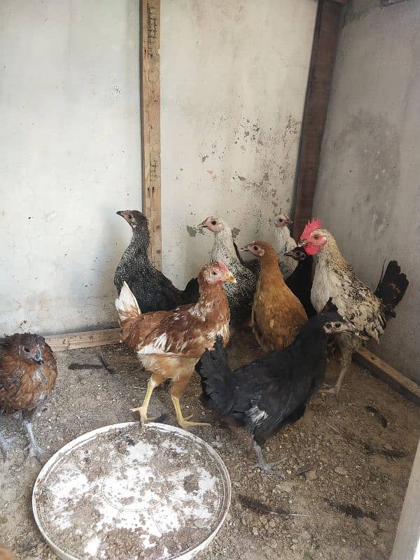 10 hens for sale 2