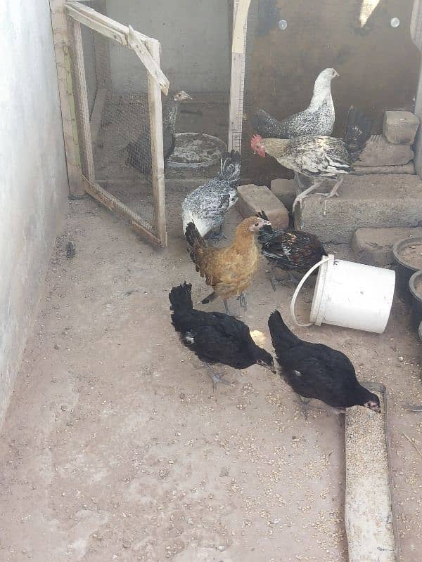 10 hens for sale 3