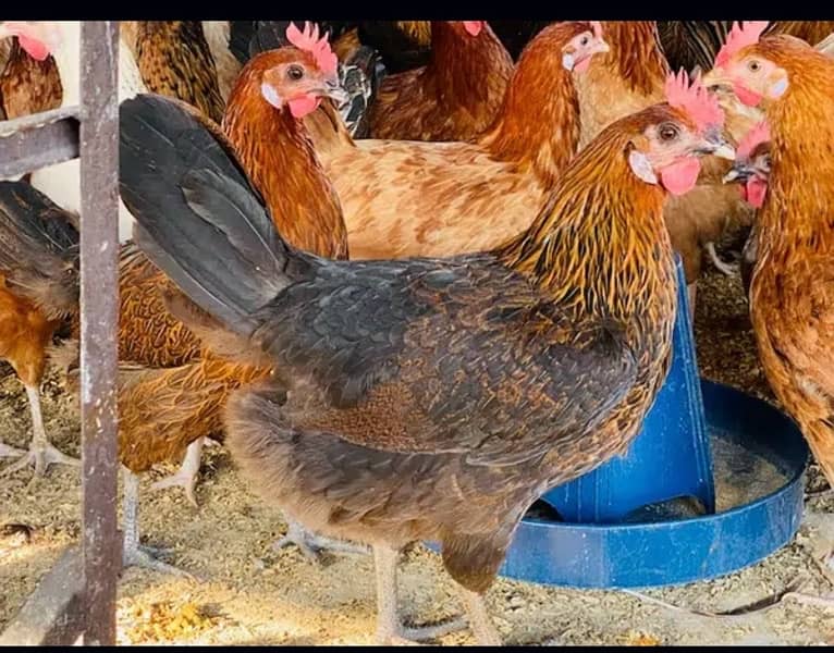 Golden|Misri|Egg Laying Hens|Desi|Murgi|Pathi|Female|Chicks|chuzay 4