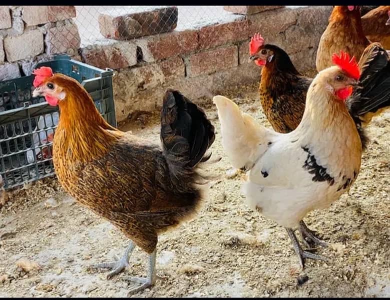 Golden|Misri|Egg Laying Hens|Desi|Murgi|Pathi|Female|Chicks|chuzay 6