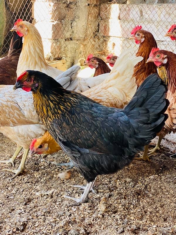 Golden|Misri|Egg Laying Hens|Desi|Murgi|Pathi|Female|Chicks|chuzay 9