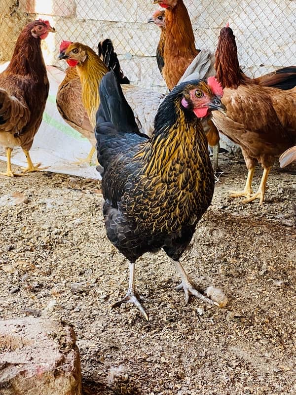 Golden|Misri|Egg Laying Hens|Desi|Murgi|Pathi|Female|Chicks|chuzay 10