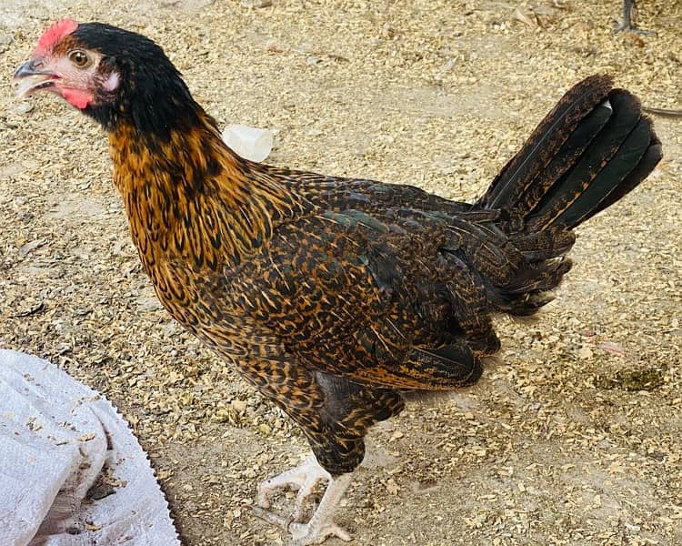 Golden|Misri|Egg Laying Hens|Desi|Murgi|Pathi|Female|Chicks|chuzay 17