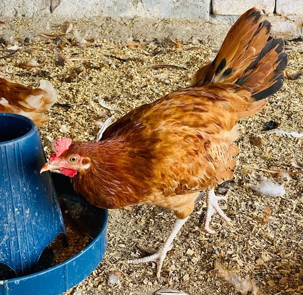 Golden|Misri|Egg Laying Hens|Desi|Murgi|Pathi|Female|Chicks|chuzay 19