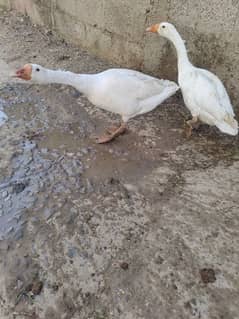 3 Ducks for sale