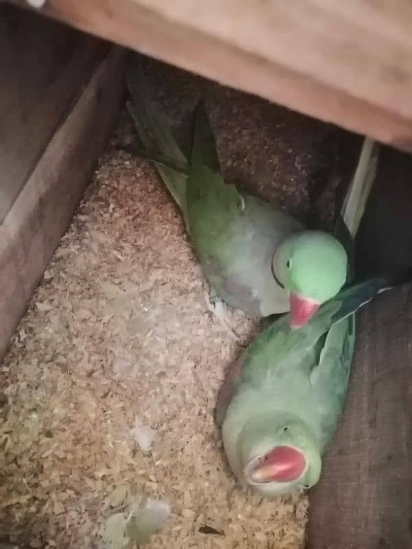 parrots with cage and box 0