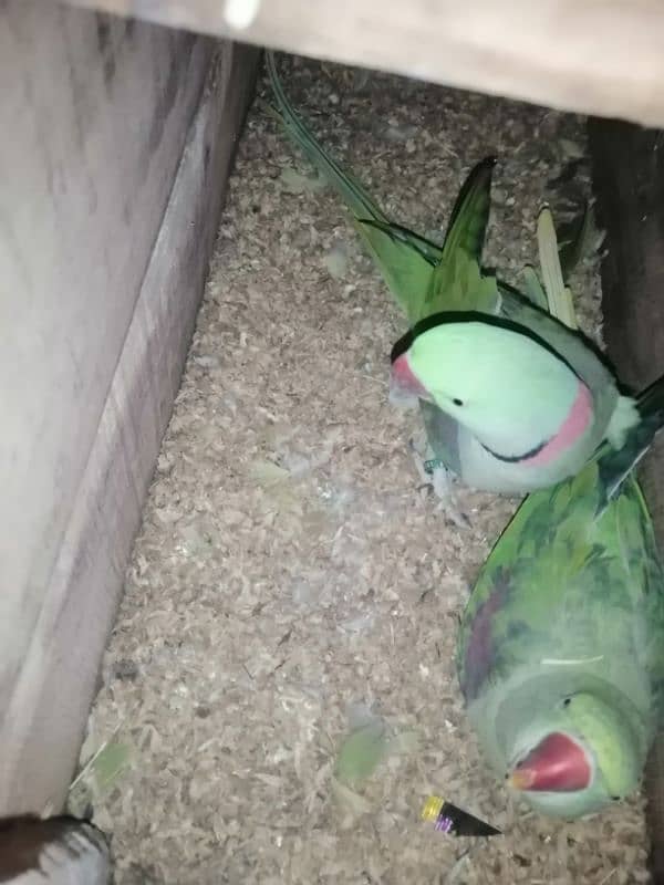 parrots with cage and box 2