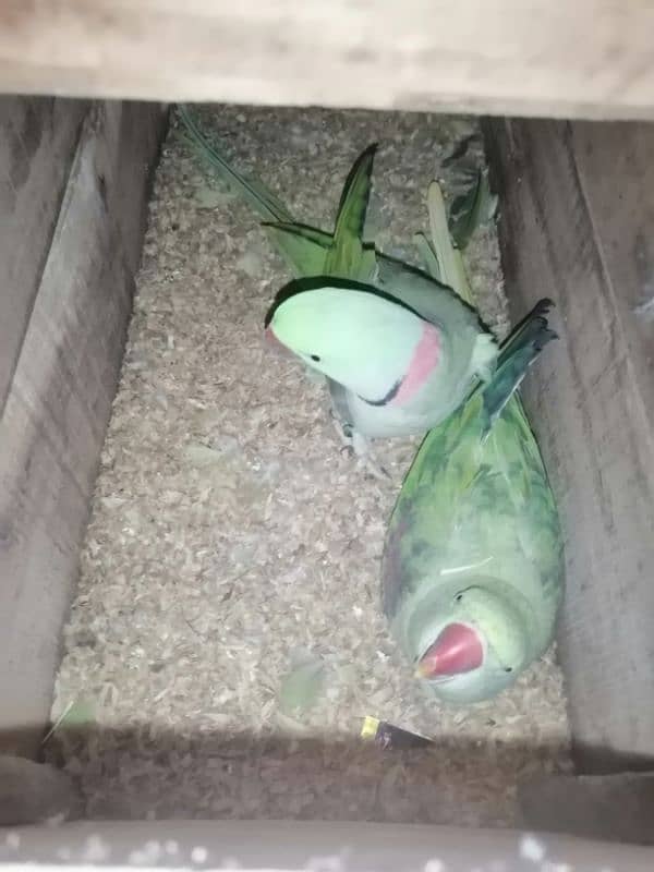 parrots with cage and box 3