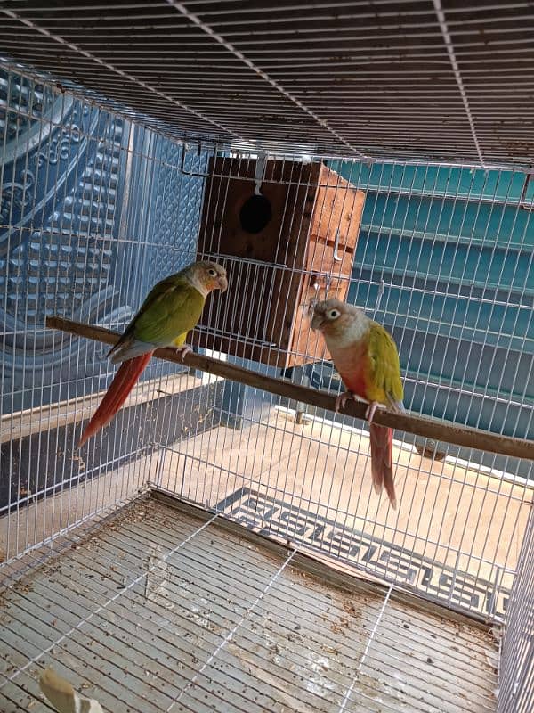 sunconure, pineapple conure and green cheek conure 0