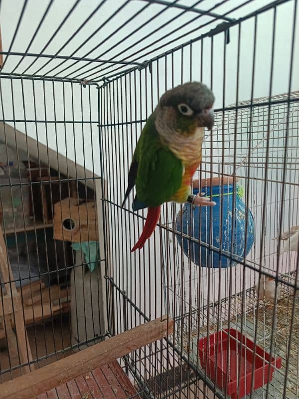 sunconure, pineapple conure and green cheek conure 1