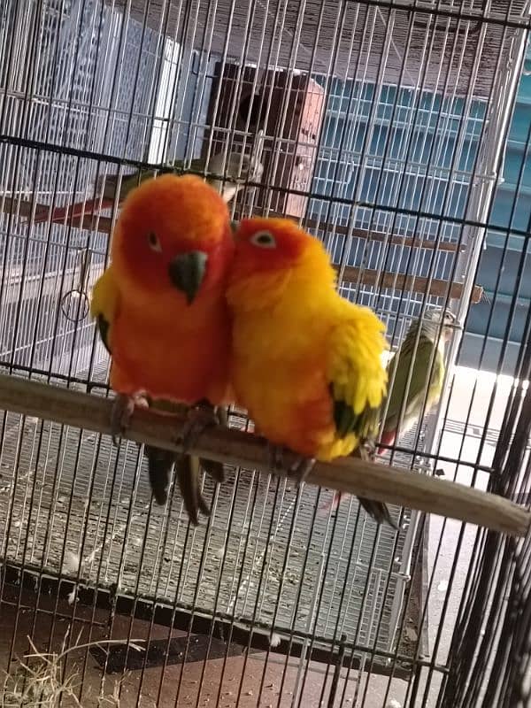 sunconure, pineapple conure and green cheek conure 2