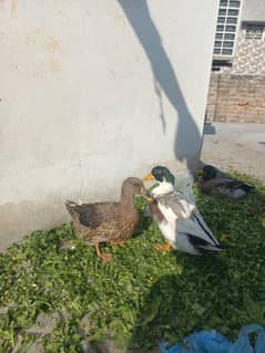 Ducks