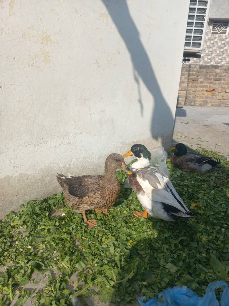 Ducks 0