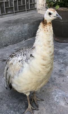 Adult peacock pair