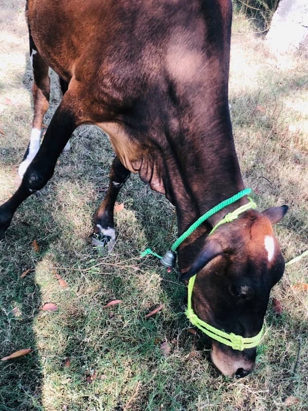 jersey cow with calf 0